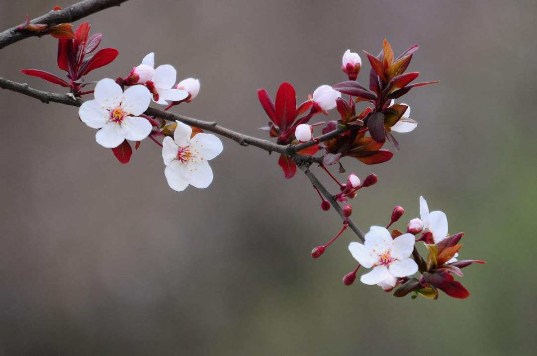 桃花和梅花怎么区分（只需从5个关键部分入手）