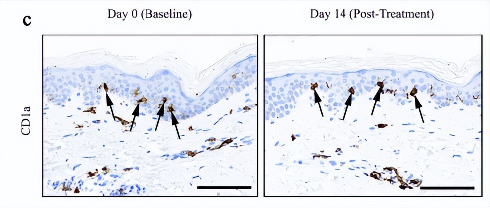 史无前例！哈佛、梅奥两大逆转衰老技术联合，瑞维拓4代引发疯抢
