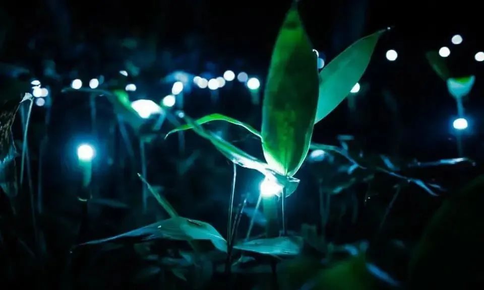 夜游，景区新流量密码