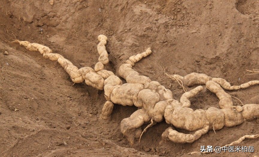 瓜蒌根多少钱一斤此花粉非彼花粉