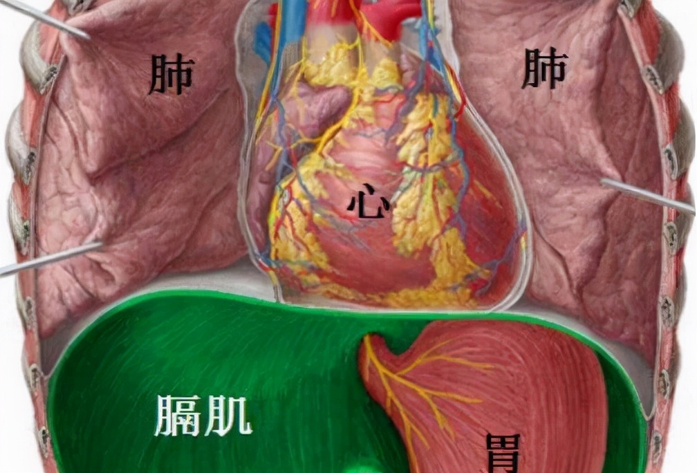 "腹痛","胃病"竟是冠心病?哪部分心肌缺血坏死最会这么装?
