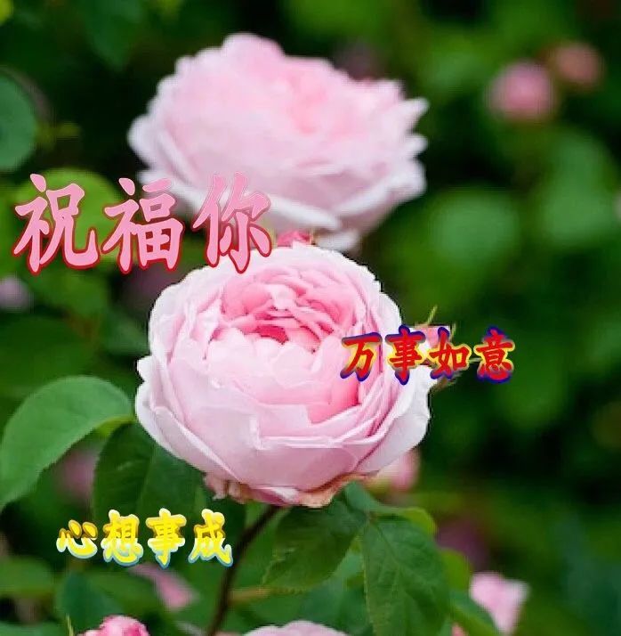 微信新版漂亮的早上好图片集锦 愿你眼中有光，活成你想要的样子图片