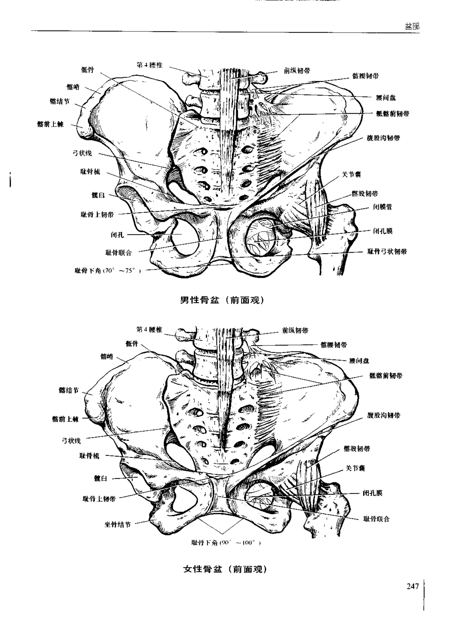 人体内脏位置图(图示集‖外科解剖学图谱(8-5)盆部)