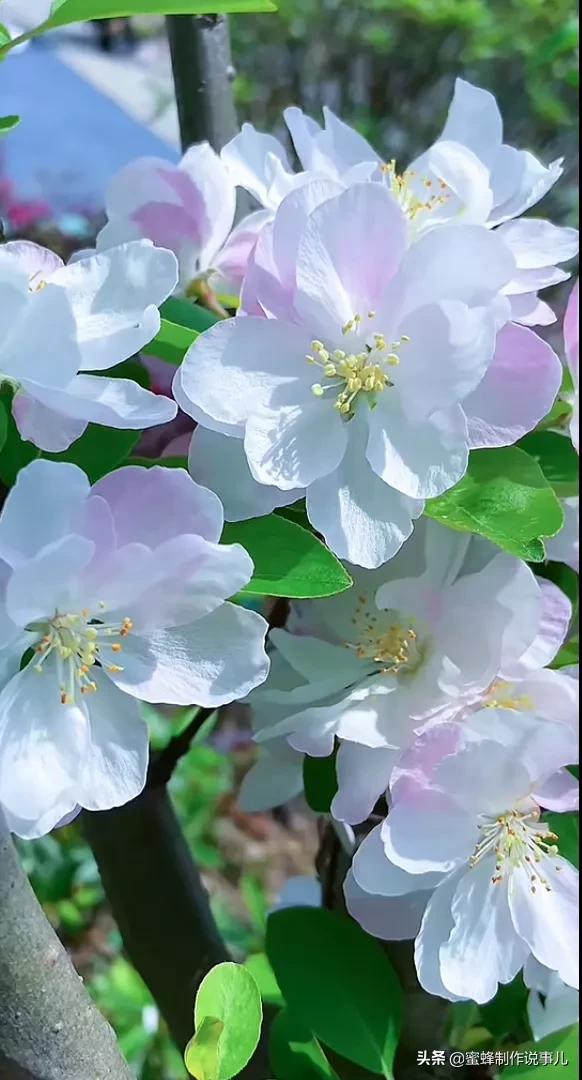 以赏花的心情看人生，花开花落，云卷云舒