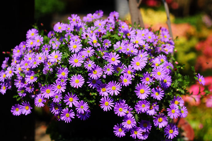 植物花卉品种大全图片（科普100个花卉图鉴）