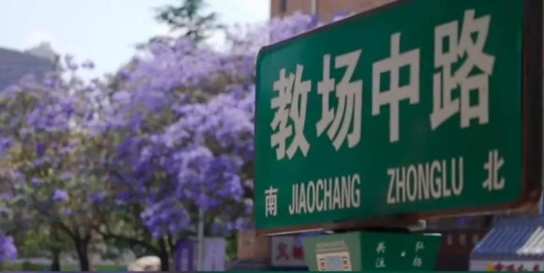 五月蓝花楹 来一场心动的 梦幻紫 之旅吧 天天看点