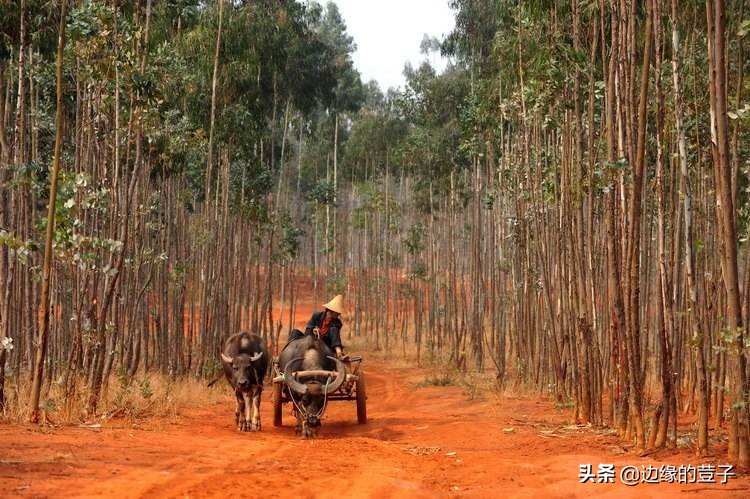 十大凶树(入侵我国131年的桉树，为何从经济木变成断子绝孙木，这4的危害大)