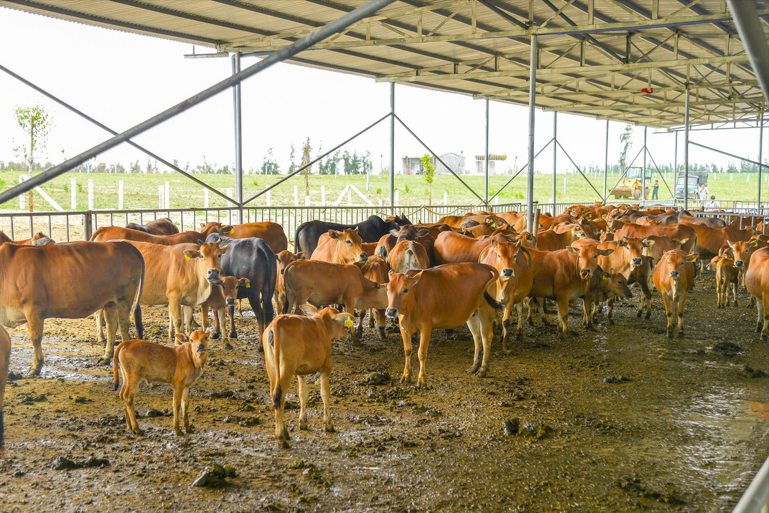 强制拆除养殖场只是“配合开展工作”？这说辞，怎么想的