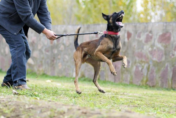 原来"公马犬"这么可怕,难怪养过的人不建议养