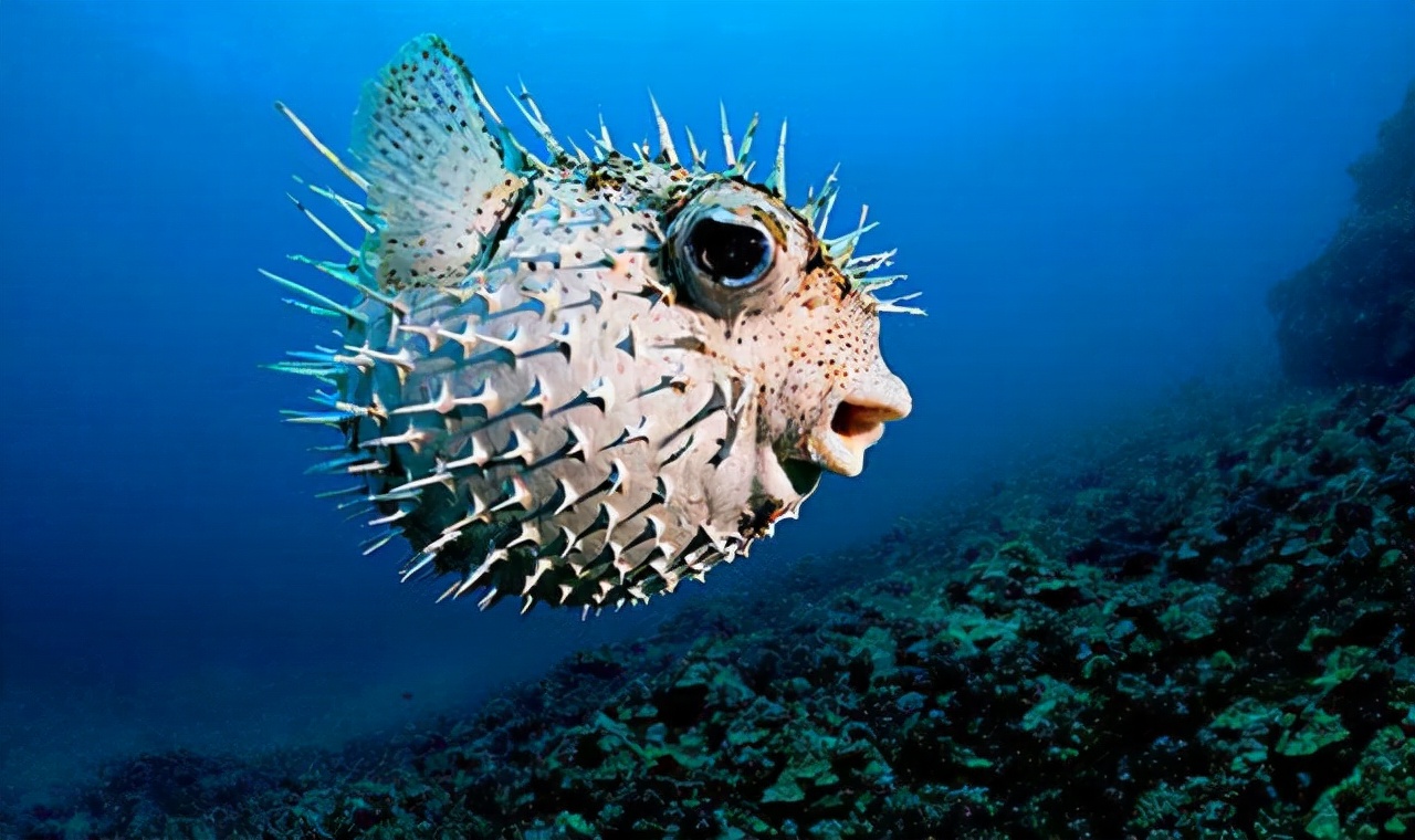 鱼是嘈杂的生物——咕噜声,嘘声,喋喋不休和尖叫声_水生探索_西南渔业