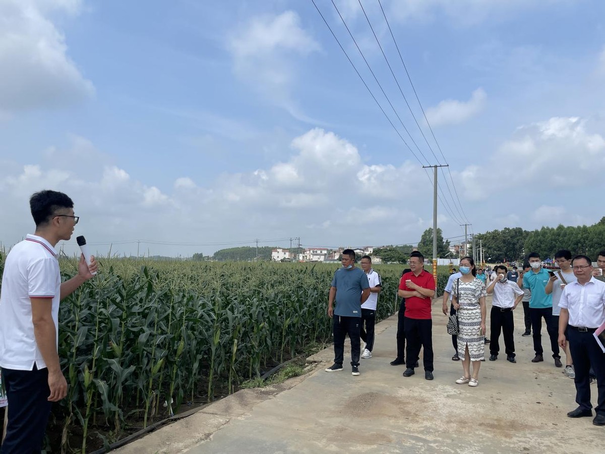 2022年横州市第一季甜玉米产销对接会在石塘镇举行