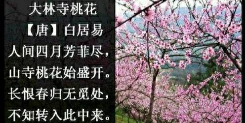 《古诗词图文教学》27、大林寺桃花〔唐〕白居