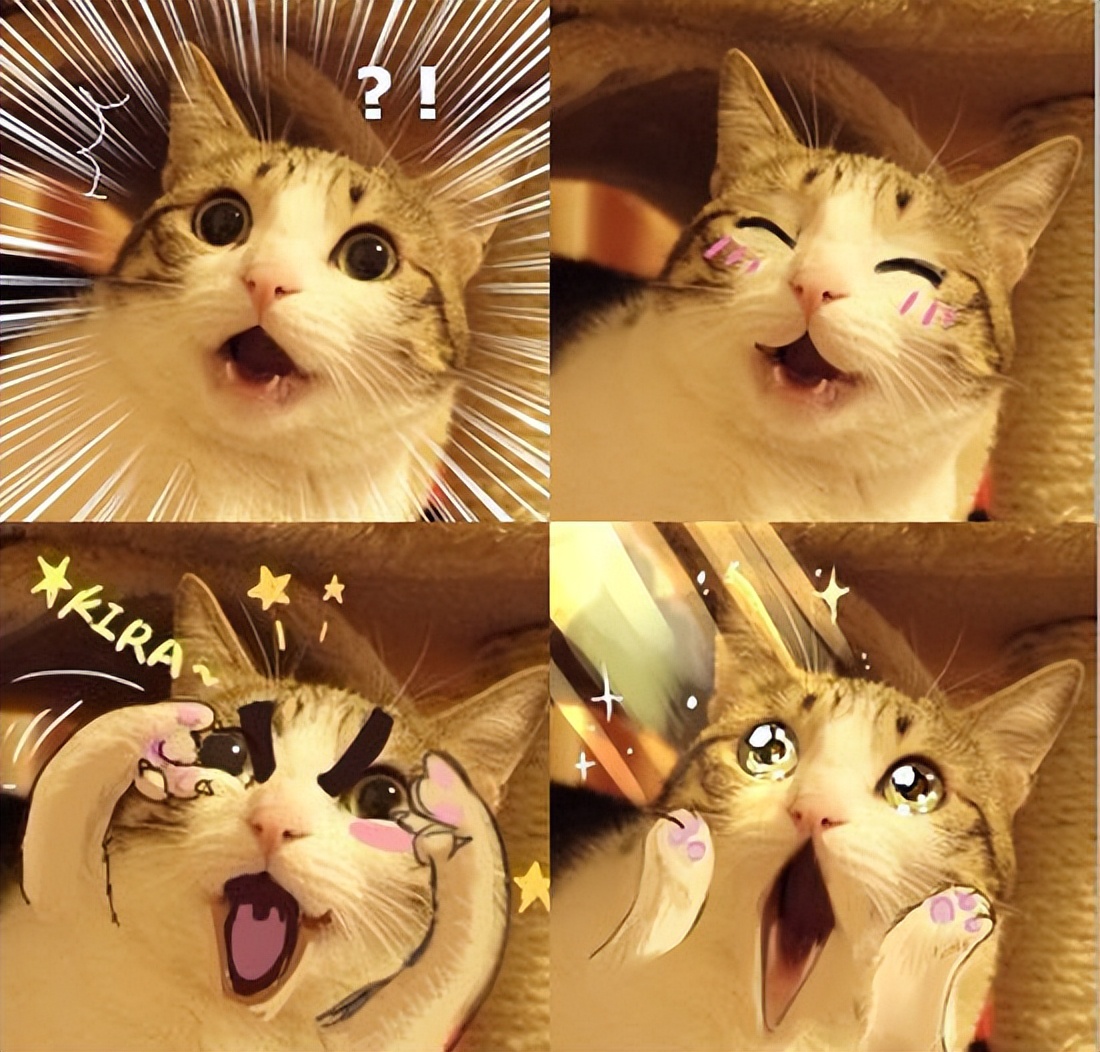 超萌《瓜皮猫》你可能早就见过的网路红猫