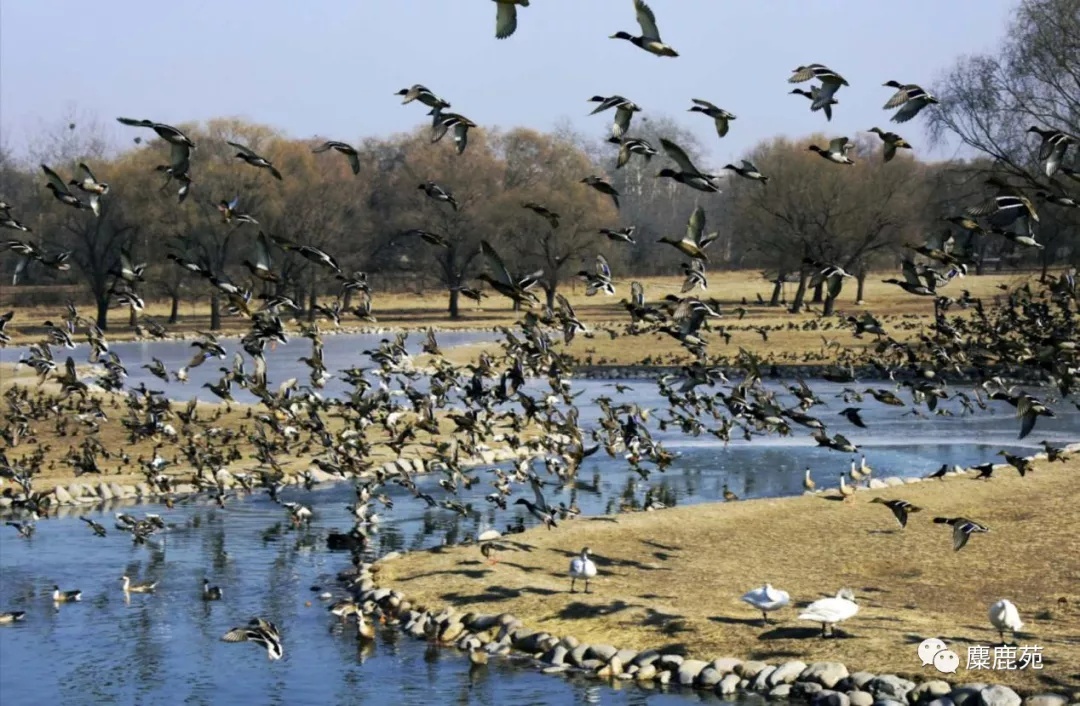 北京南海子麋鹿苑博物馆摄影志愿者招募通知