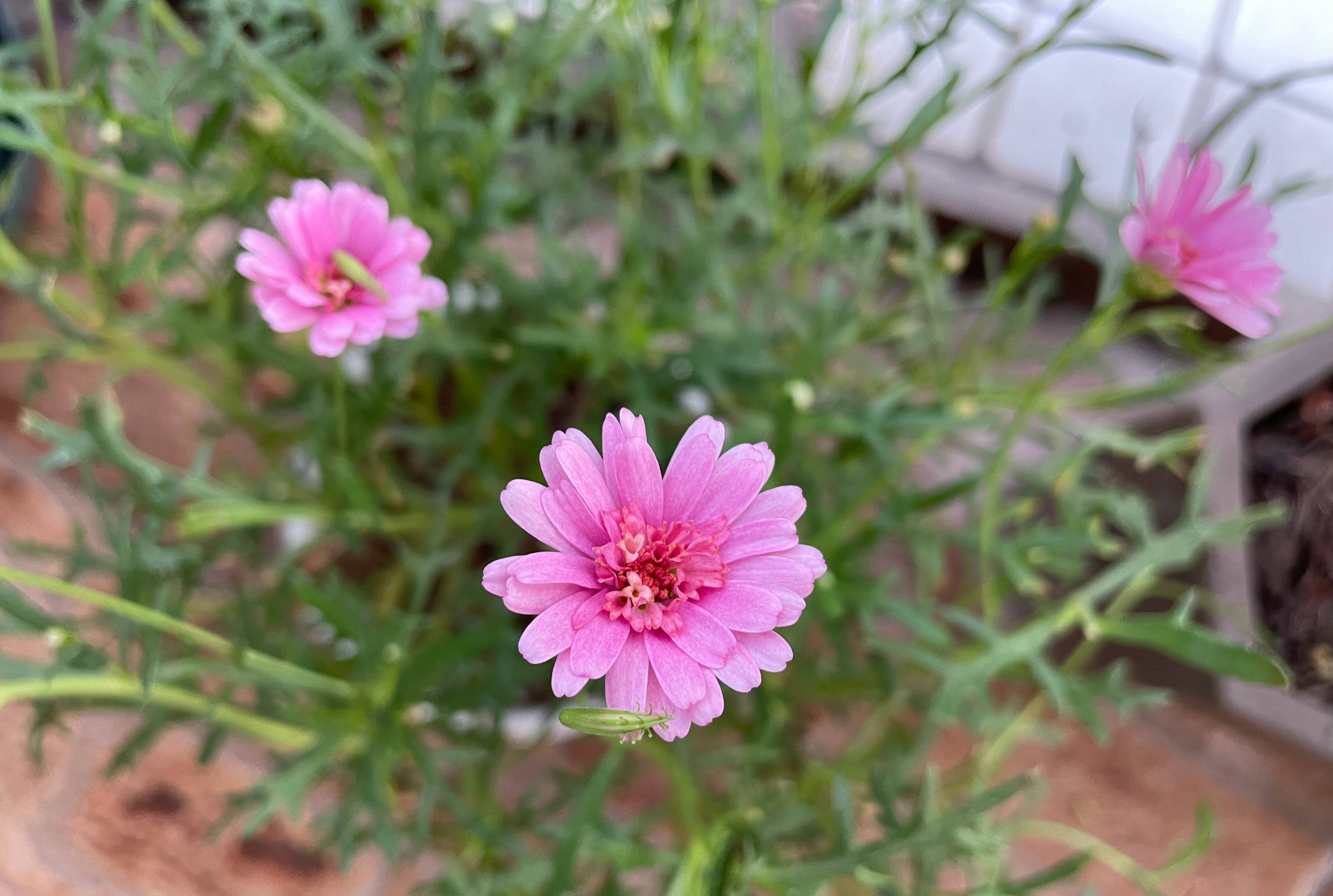 玛格丽特花怎么养（详解养玛格丽特的3个关键）