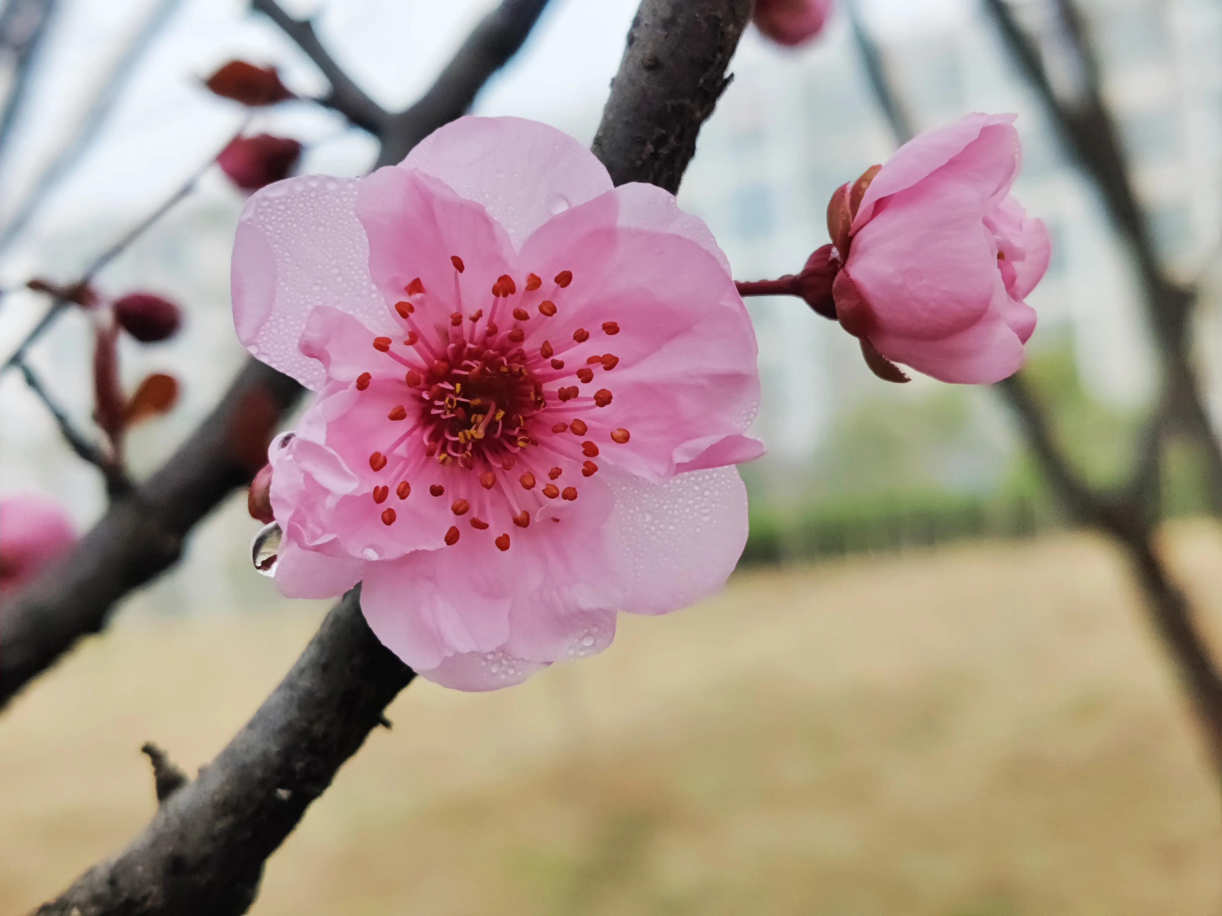 最是人间烟柳色，品花赏春正当时