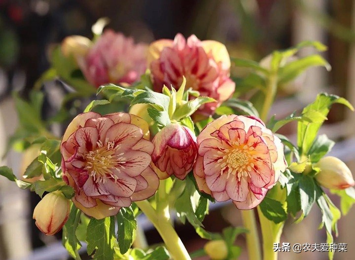 稀有花卉铁筷子花好养吗（铁筷子花的养护方法）