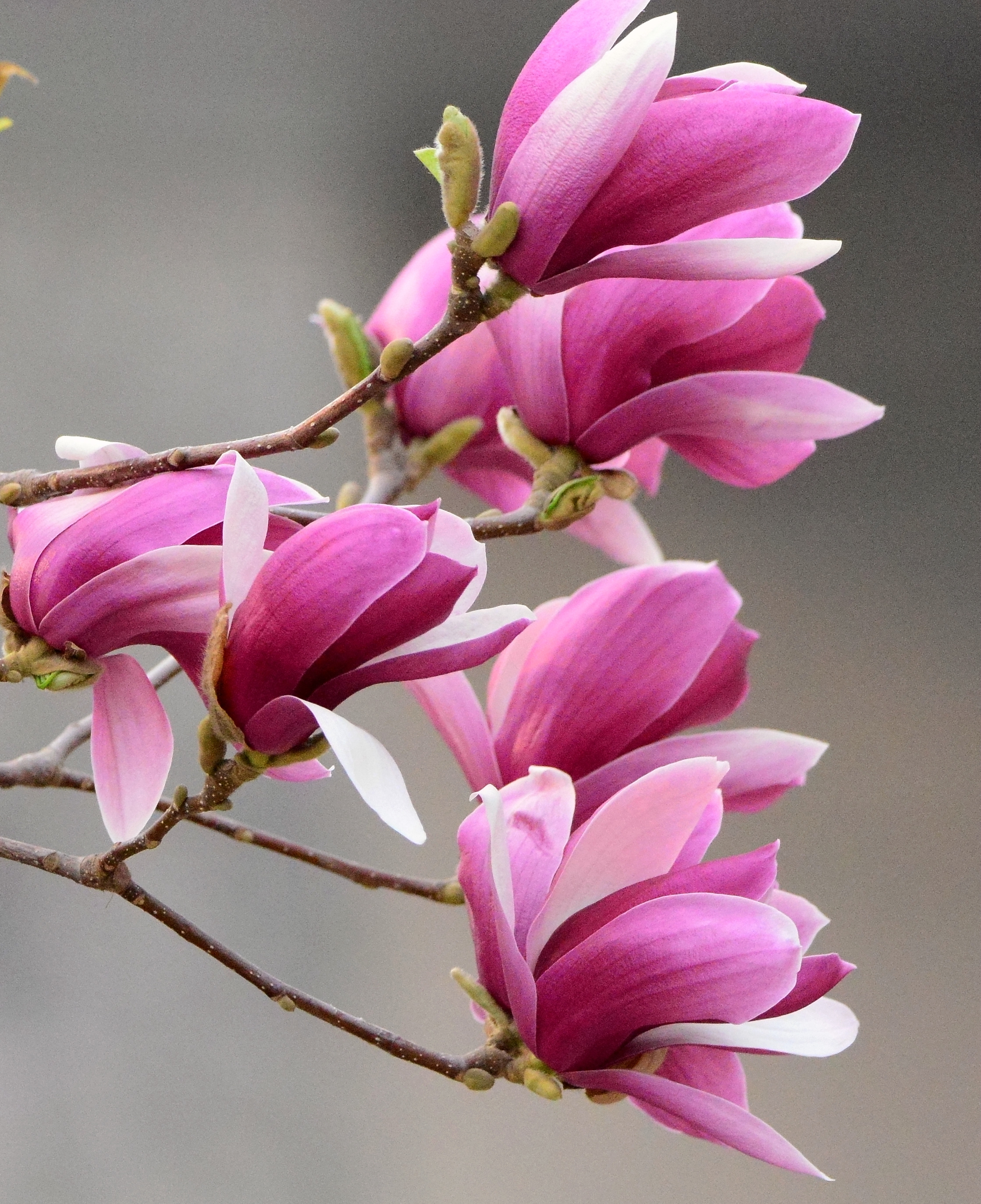 紫玉兰说到樱花大家是不是都会想到日本樱花,没错,樱花是属于日本的