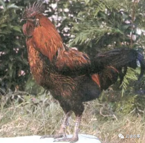 (米易鸡)(石棉草科鸡)(凉山崖鹰鸡)(兴文乌骨鸡)(沐川乌骨鸡)3.