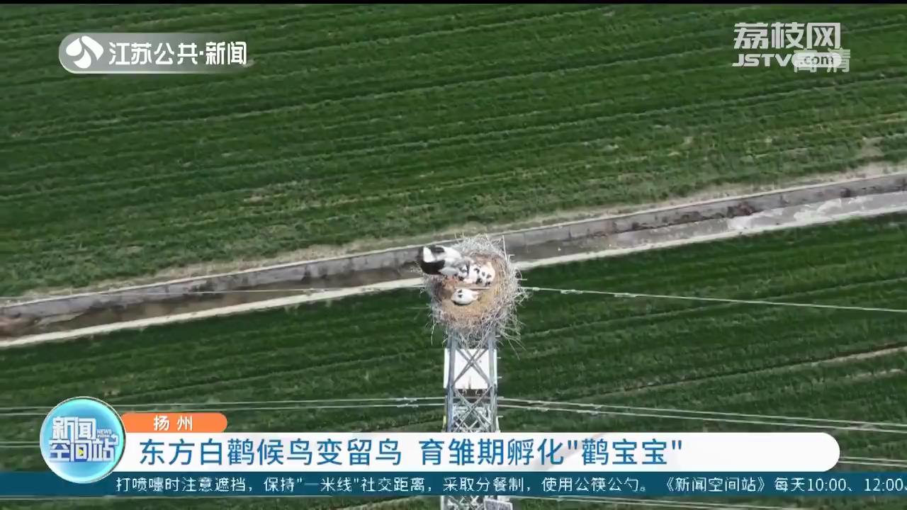 54只27对东方白鹳扬州变留鸟 育雏期孵化“鹳宝宝”