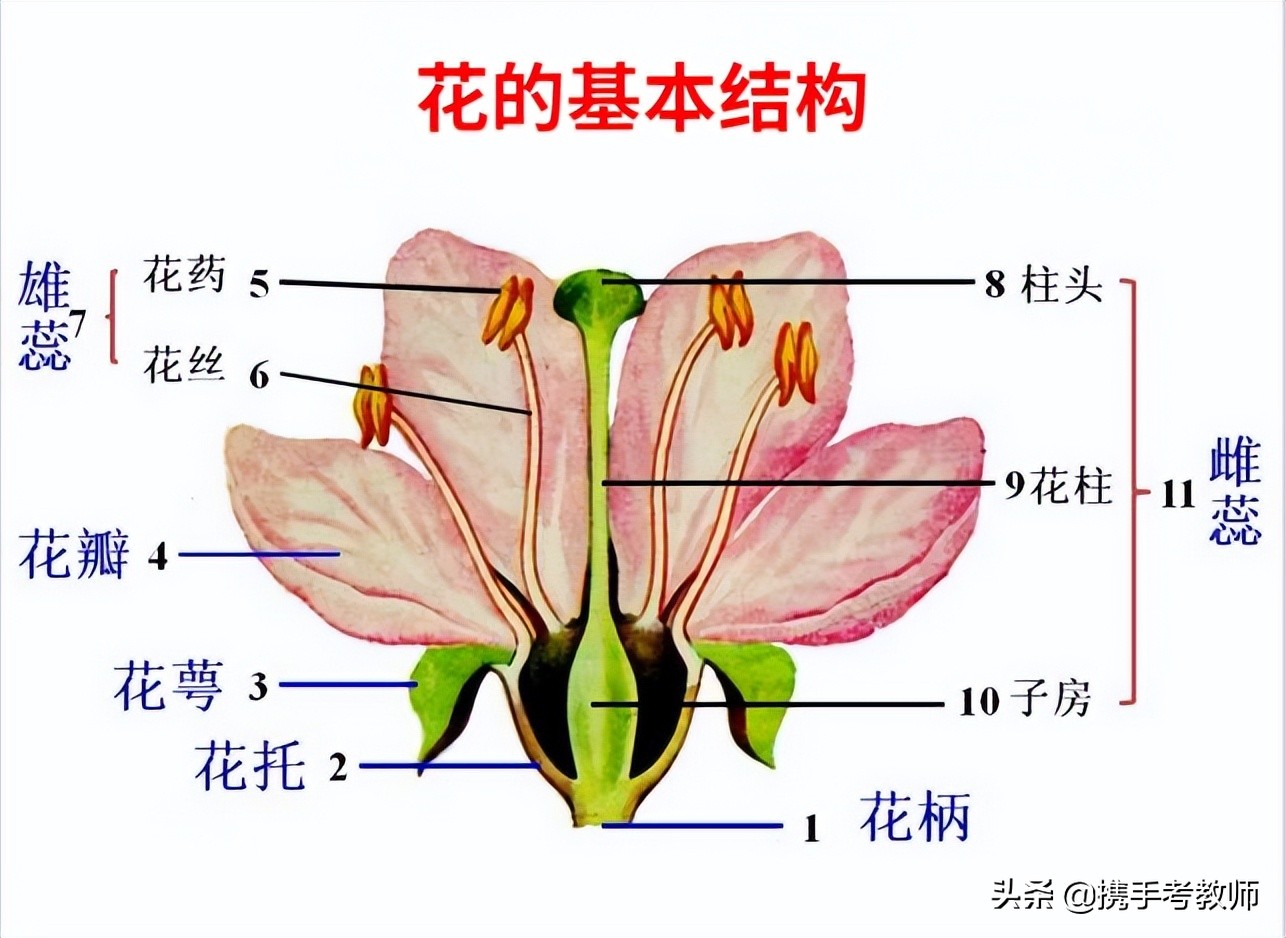 「生物课」花的结构