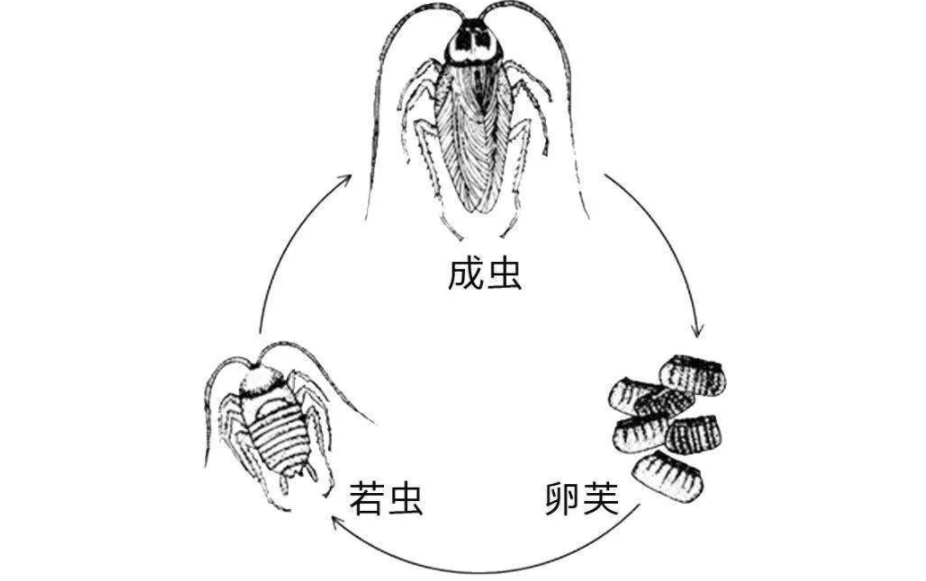 蝉在树上产卵却从地下出来，原因何在？“刨出”的土都去哪了？