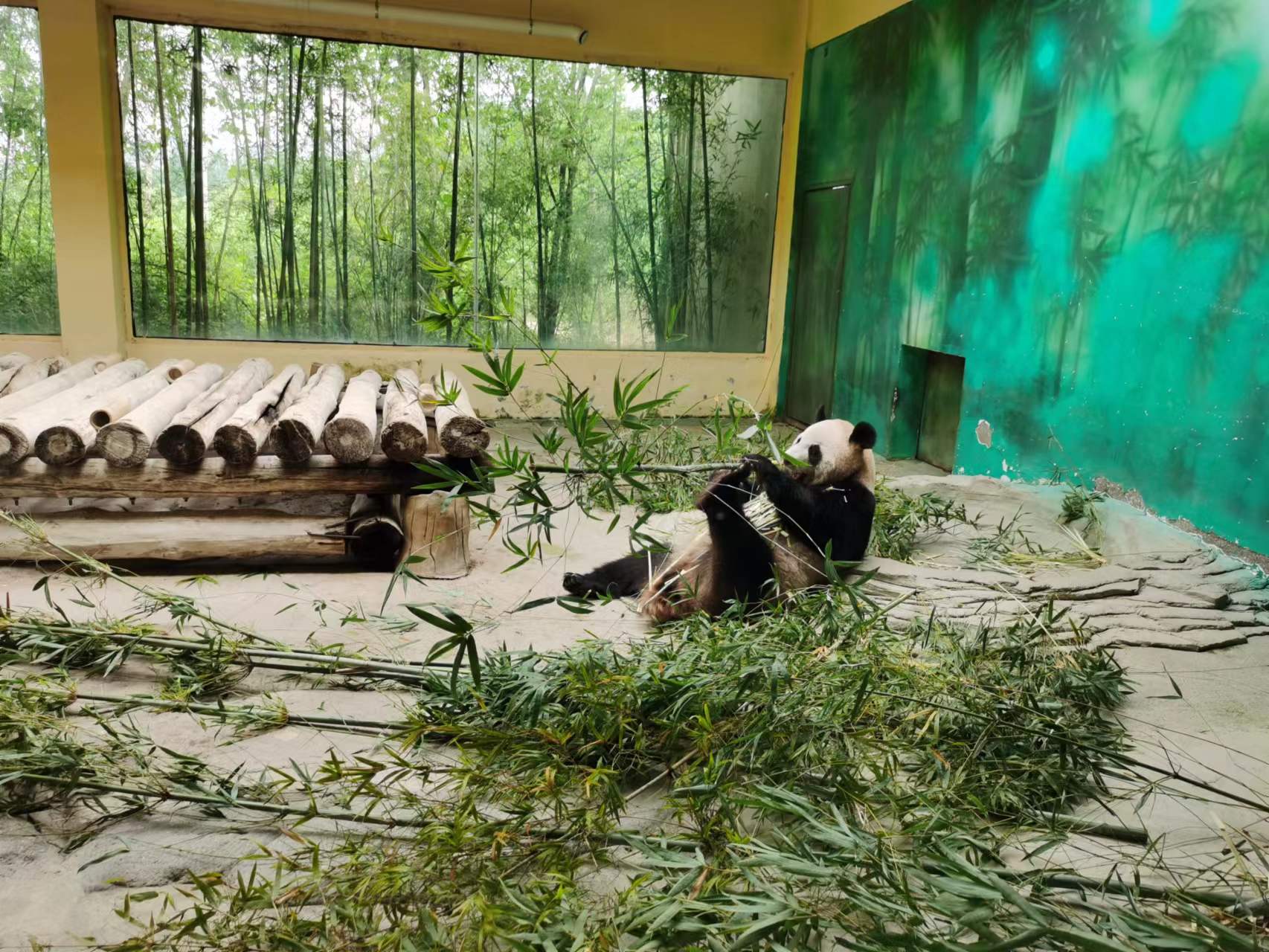 大熊猫生活在什么地方？一文读懂大熊猫分布区域-第15张图片