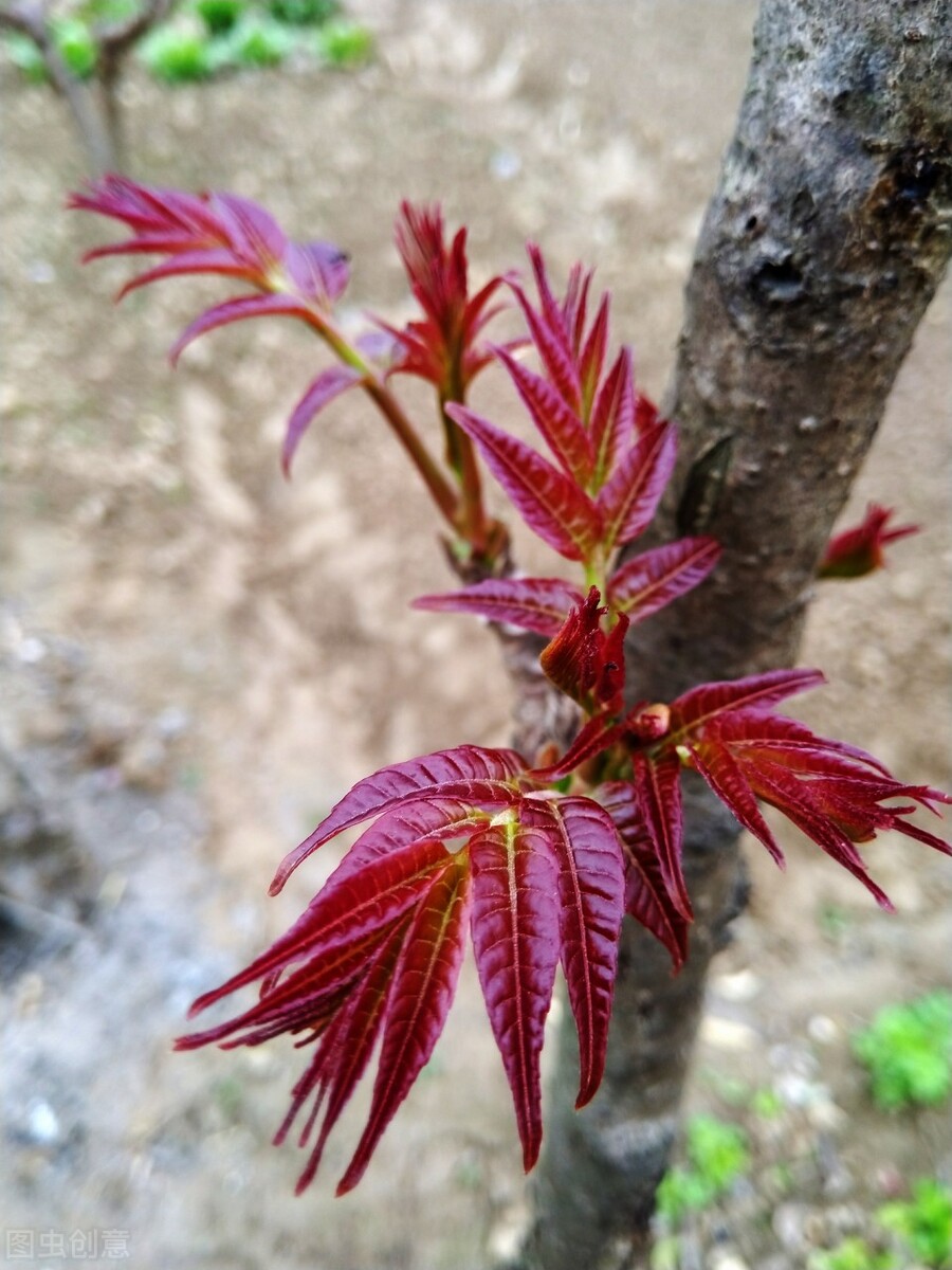 香椿树图片大全图片欣赏(教你如何辨别4种假香椿)