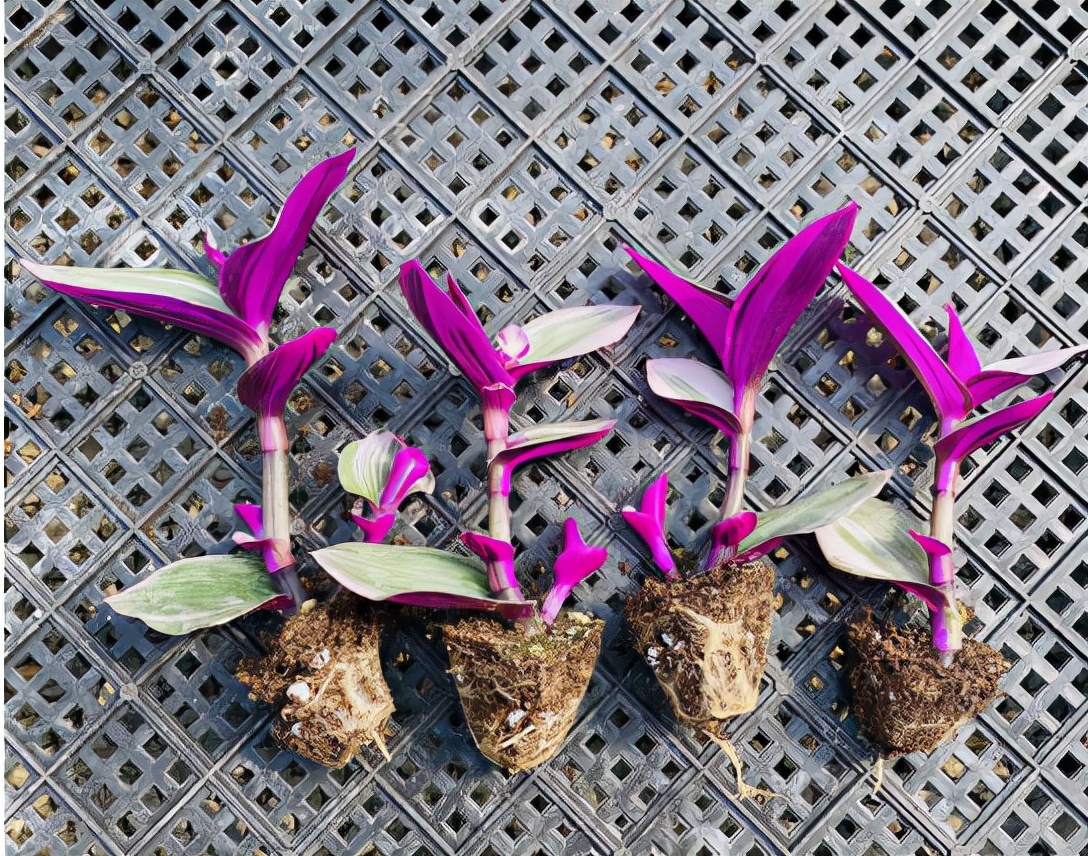 五种“洋气花”，适合“冷天”扦插，温度合适利于生根