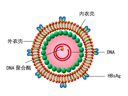 体检发现两对半异常，得知有乙肝但不知该怎么办？肝病医生告诉你