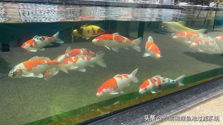 煦瑞生态水如何把拆除的旧池建造成标杆鱼池？鱼池过滤系统揭秘