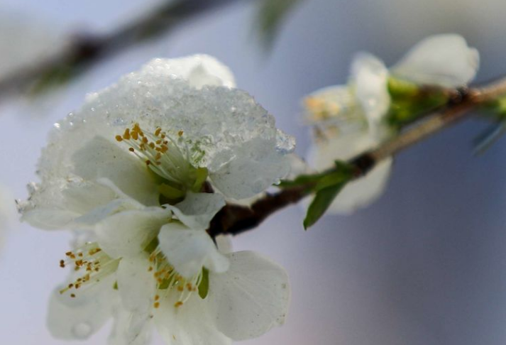 「诗词鉴赏」喜迎春雪，关于春雪的古诗词你知道多少？