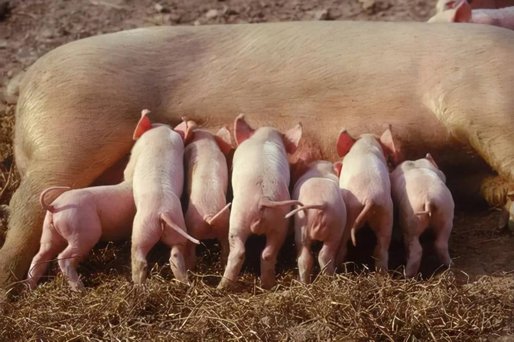 卵生,而動物的受精卵在雌性動物的子宮裡發育成熟並生產的過程叫胎生