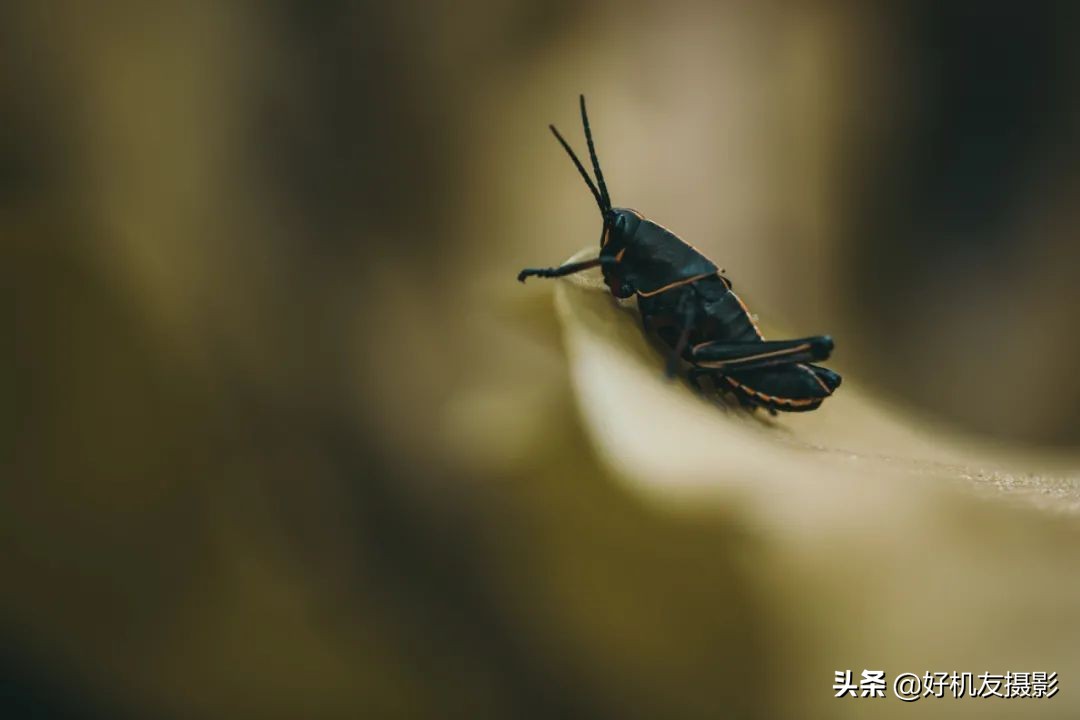只为发朋友圈，手机和相机的区别在哪里？