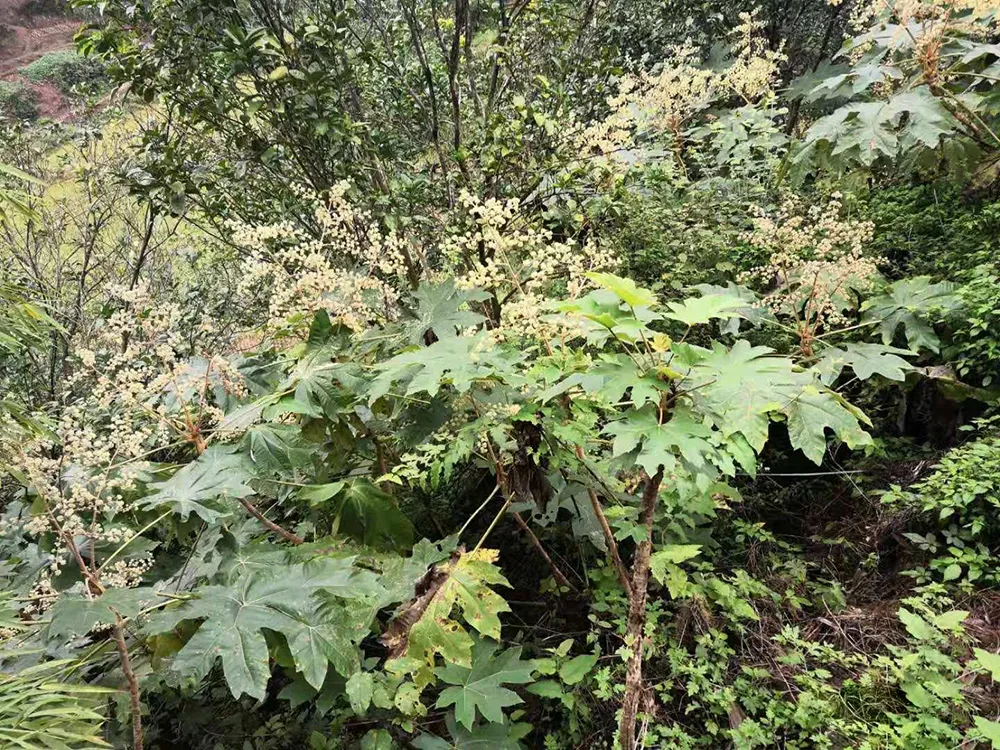 通草有什么作用?3大用途,难怪市场价格这么高,100多元一斤