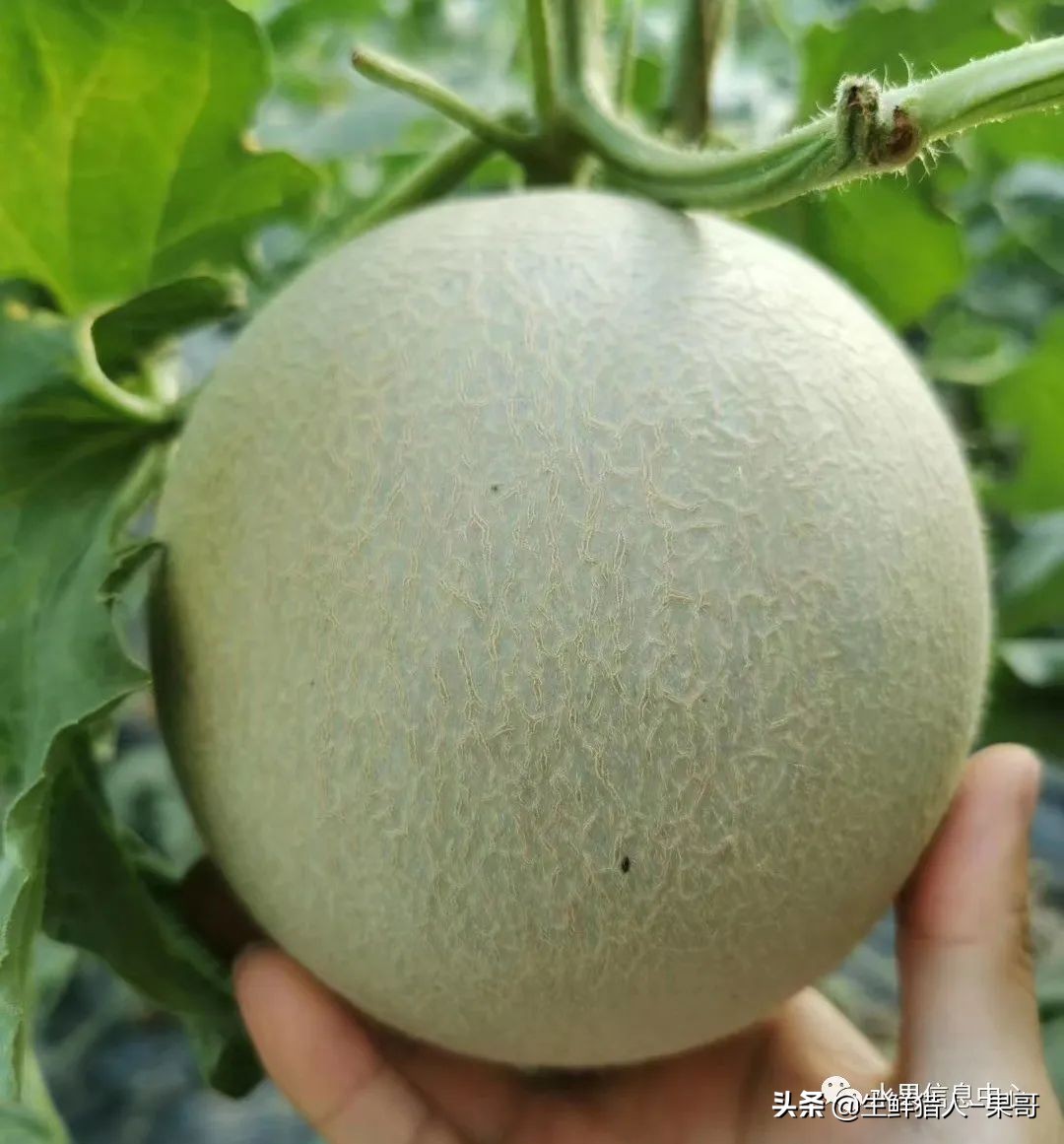 哈密瓜、蜜瓜、网纹瓜、香瓜、羊角蜜傻傻分不清？看完就明白了