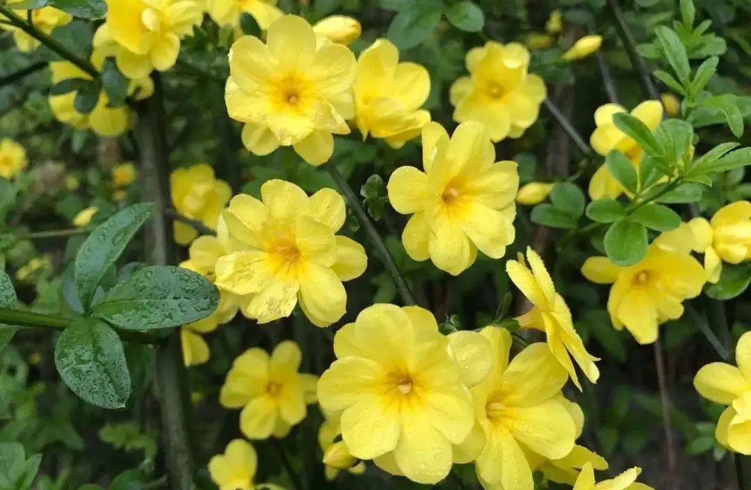 开黄花的植物名称大全（这6种小黄花谁才是真正的迎春）