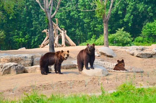 轰动一时的八达岭老虎咬人案：幸存者索赔百万失败，因毁容无工作