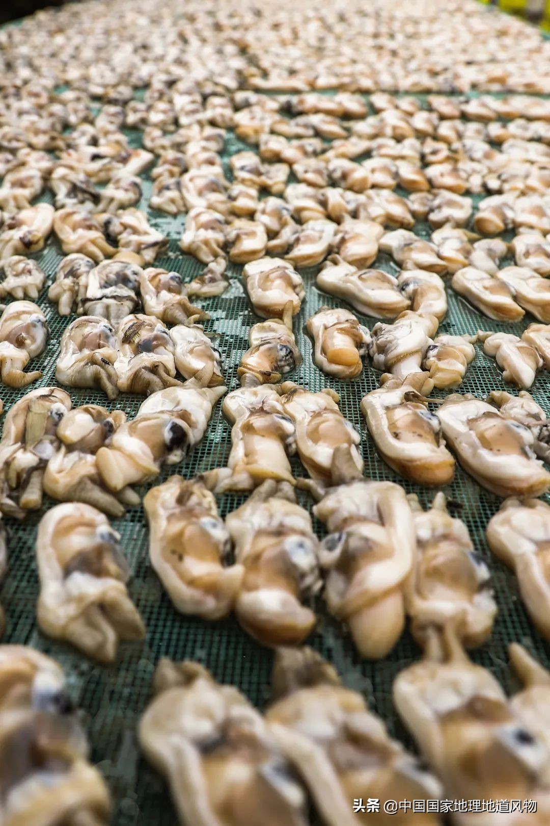 辽宁，被忽略的海鲜大省