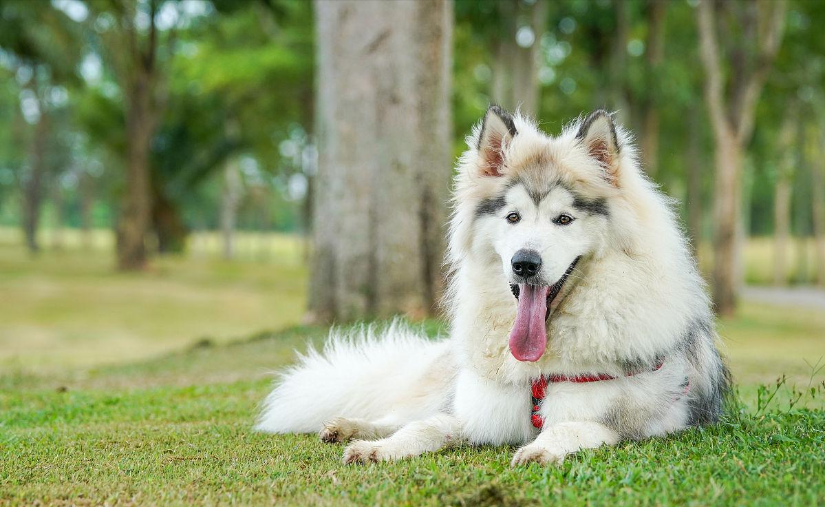 巨型阿拉斯加犬图片价格阿拉斯加犬太可爱了