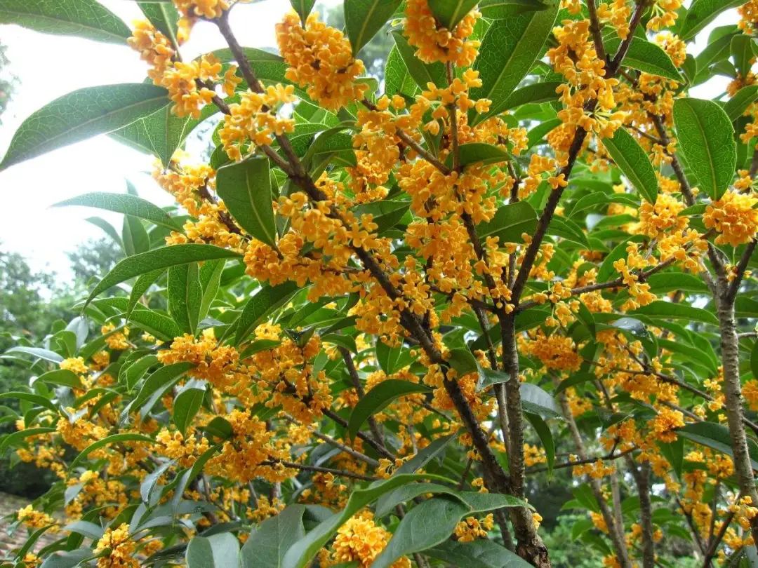 实用分享丨30款大型开花树种介绍，白似雪、黄似阳、红似霞，美翻