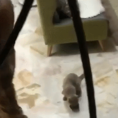 主人没饭吃，猫猫真的会抓鱼报恩吗？