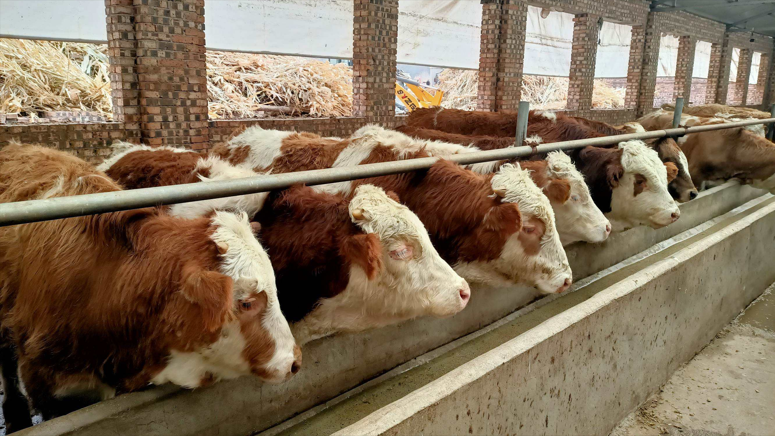 2010年上海女白领回老家养牛，卖牛粪赚千万，十年后一年赚1.6亿