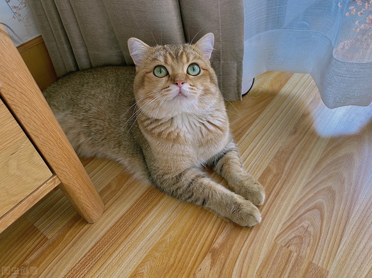 家长必看：猫瘟的成因与预防须知
