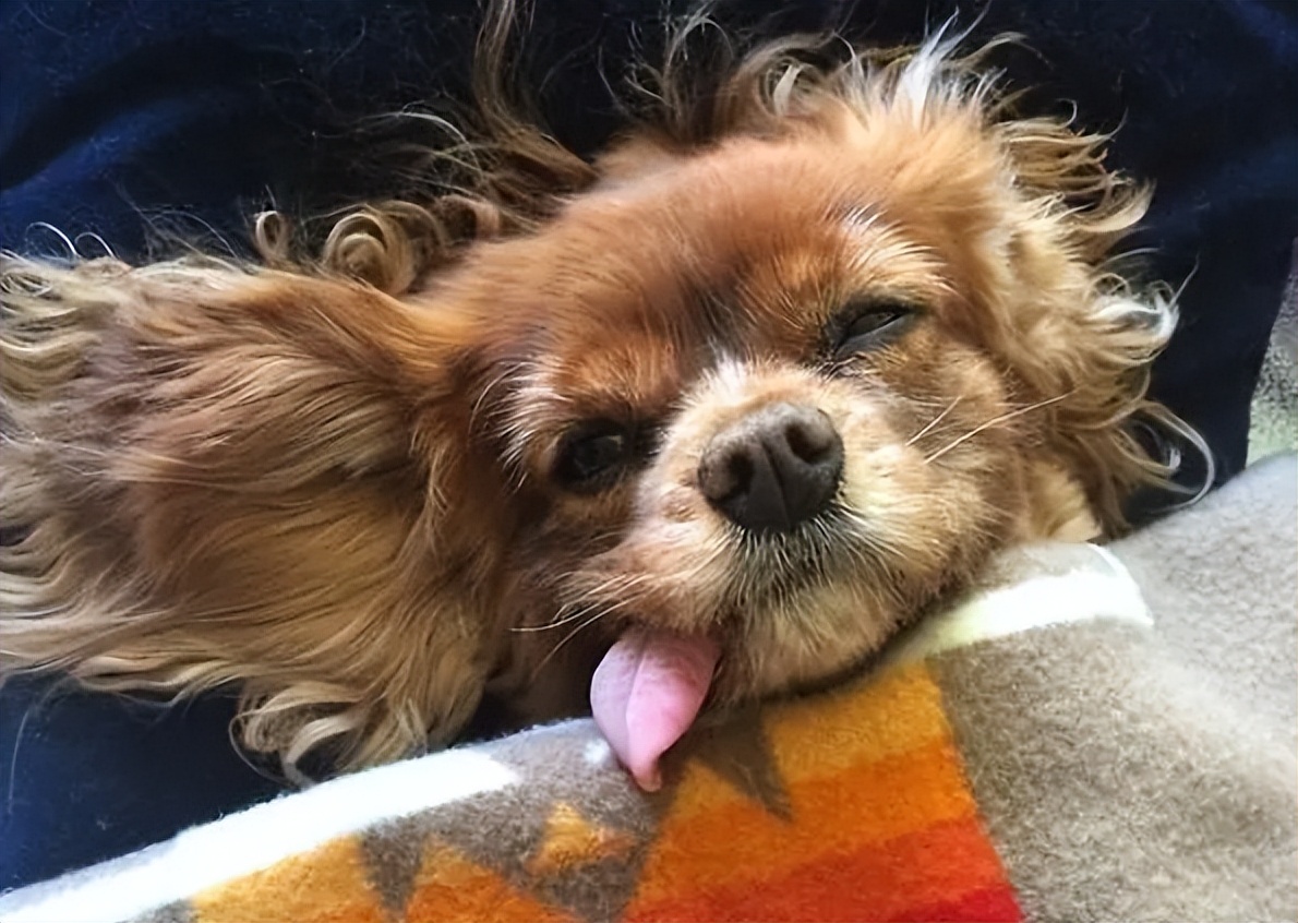 为什么“狗狗”，寿命总是那么短？有这7个原因