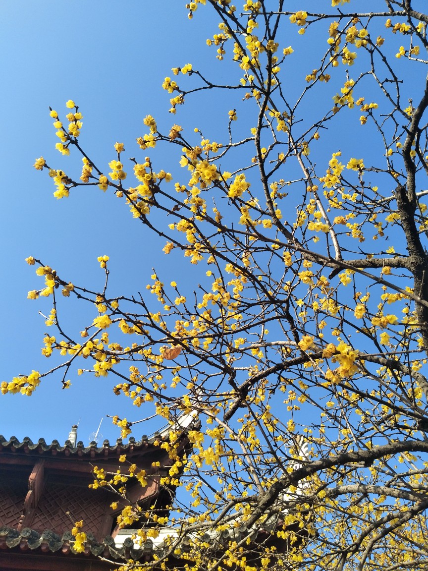 植物花卉品种大全图片（科普100个花卉图鉴）