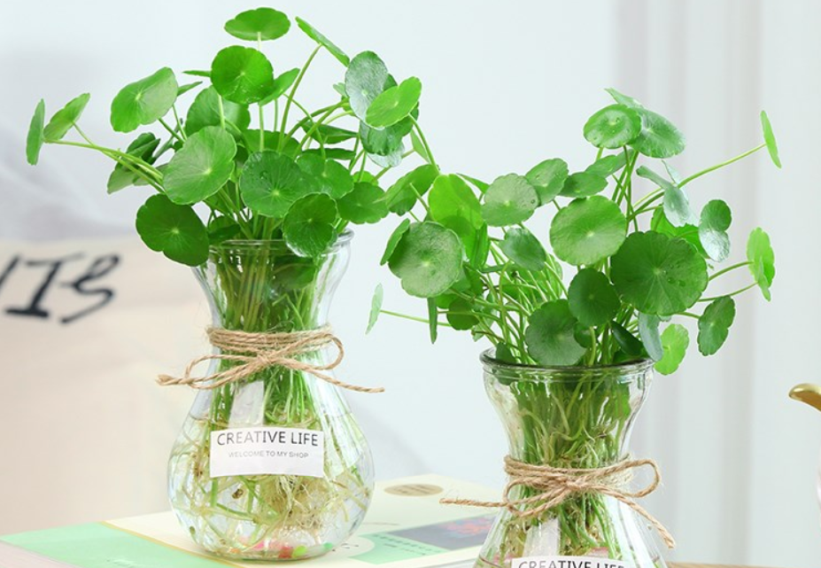 水培花卉大全（试试这6种水培植物干净还好看）