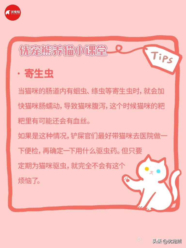 猫盒科普｜猫咪腹泻怎么办