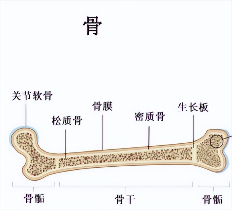 骨骺怎么读？骨骺的读音和意思