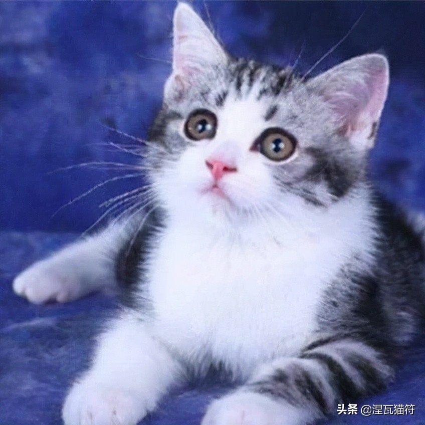 美短银渐层多少钱一只(美国短毛猫丨银虎斑加白) - 价格百科